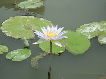 lotus-200905-2.jpg