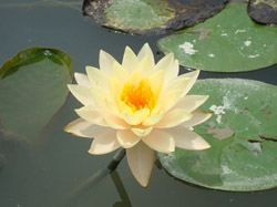 lotus-200905-1.jpg